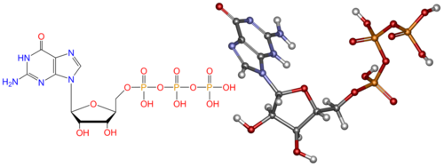 protein synthesis, гуанозинтрифосфат, синтез белка