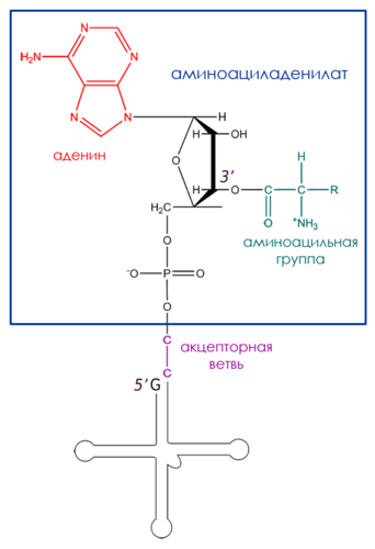 Обобщенная структура аминоацил-тРНК