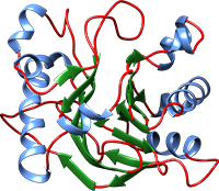 строение белков, первичная структура, вторичная структура, аминокислота