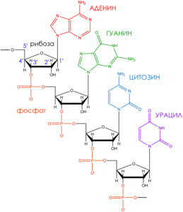 protein synthesis, рибосома, рнк, синтез белка, трансляция