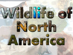 природа северной америки, wildlife of north america